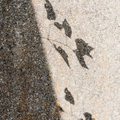 Botanical shadow on the wall