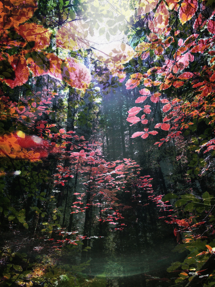 Enchanted Autumn Woods by Angelo Cerantola — canvas wall art