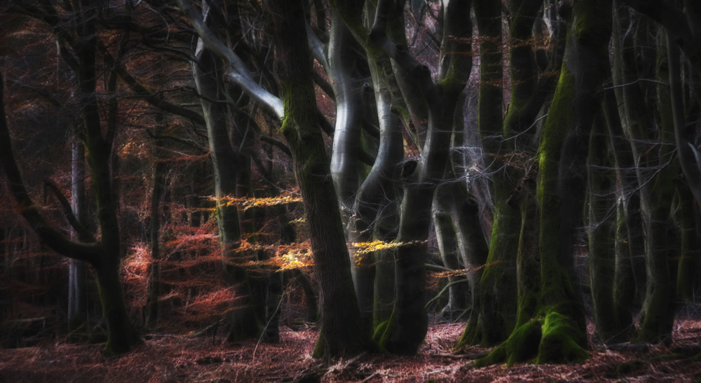 Enchanted Autumn Forest by Saskia Dingemans — canvas wall art