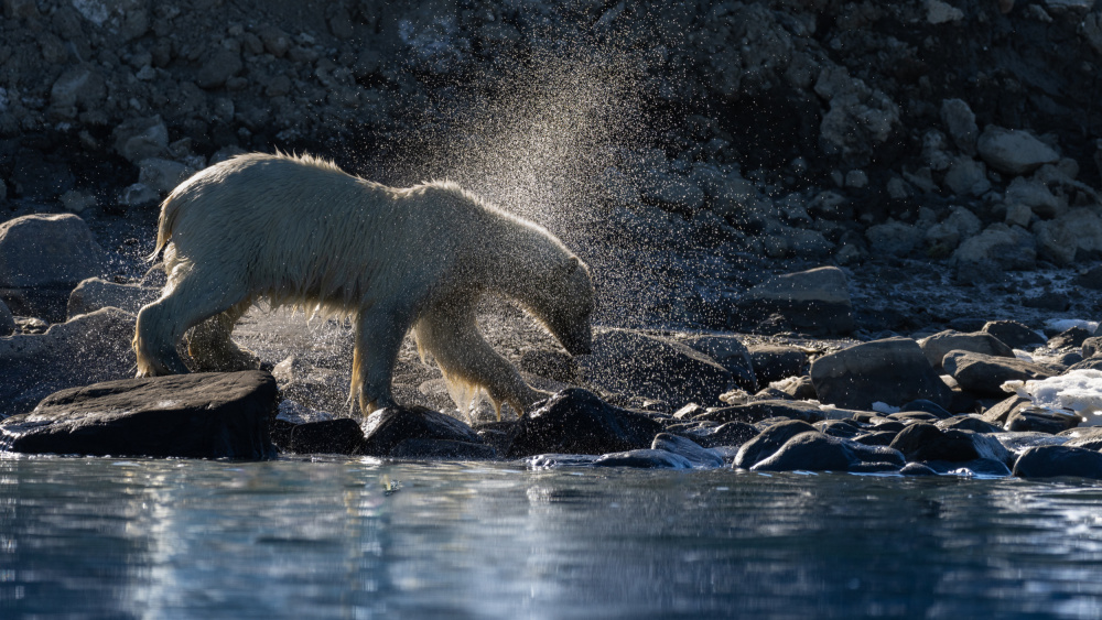 Polar Bear Splashing by Shobhit Chawla — canvas wall art