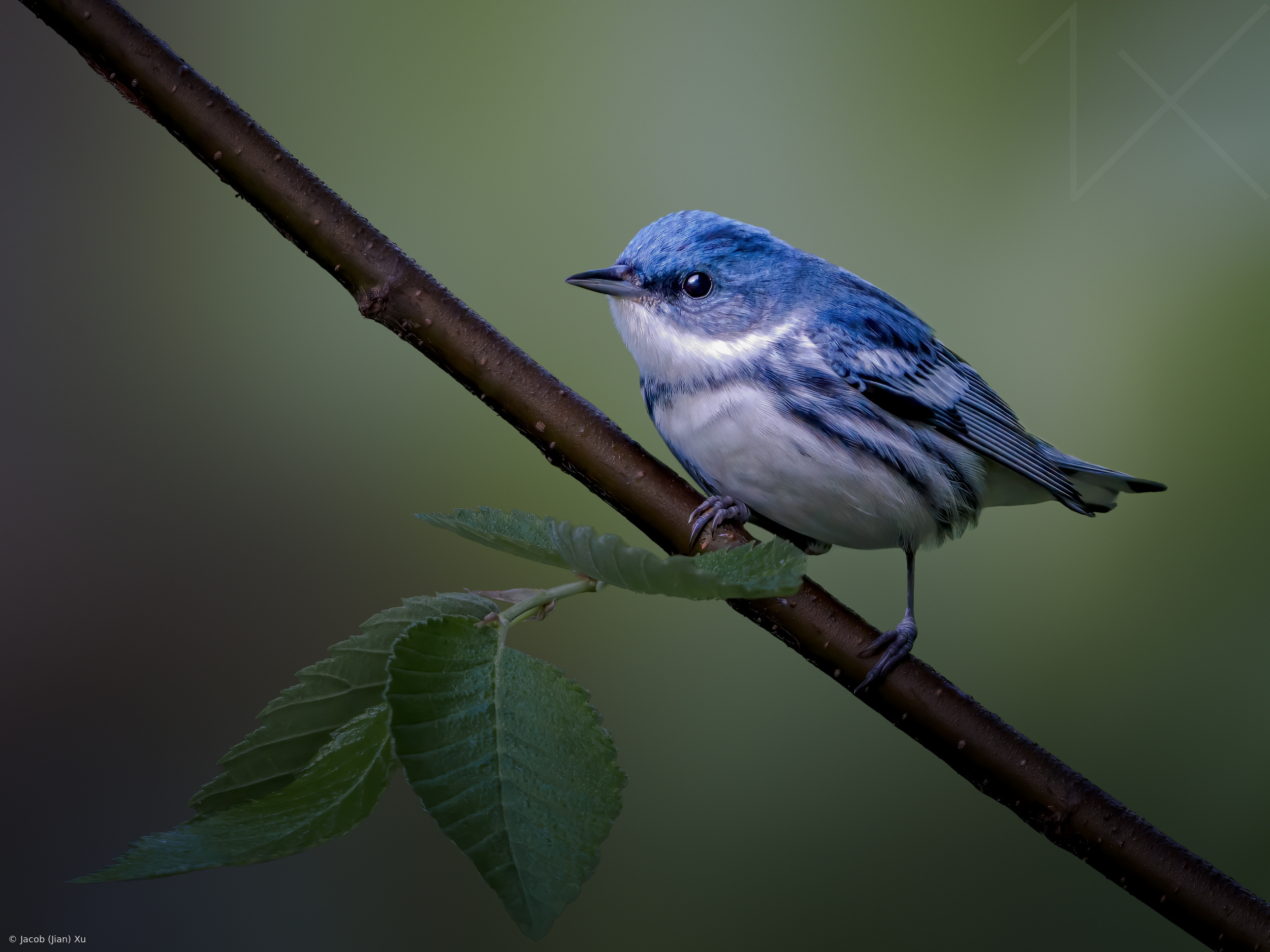 Blue in the Shadows