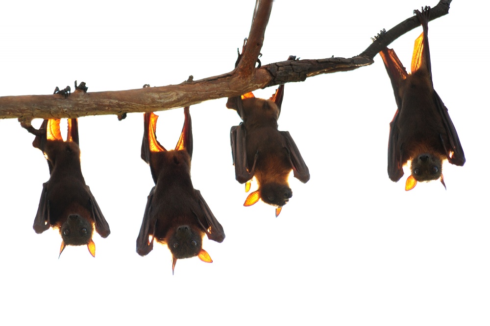 Backlit Fruit Bats by Daniel Montero — canvas wall art
