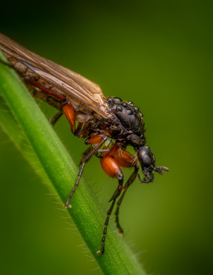 March Fly by Eduard Andrica