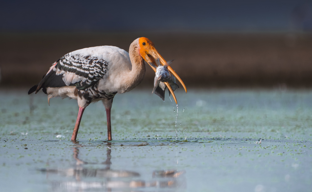 Painted Stork's Catch by Rahul Wedpathak — canvas wall art
