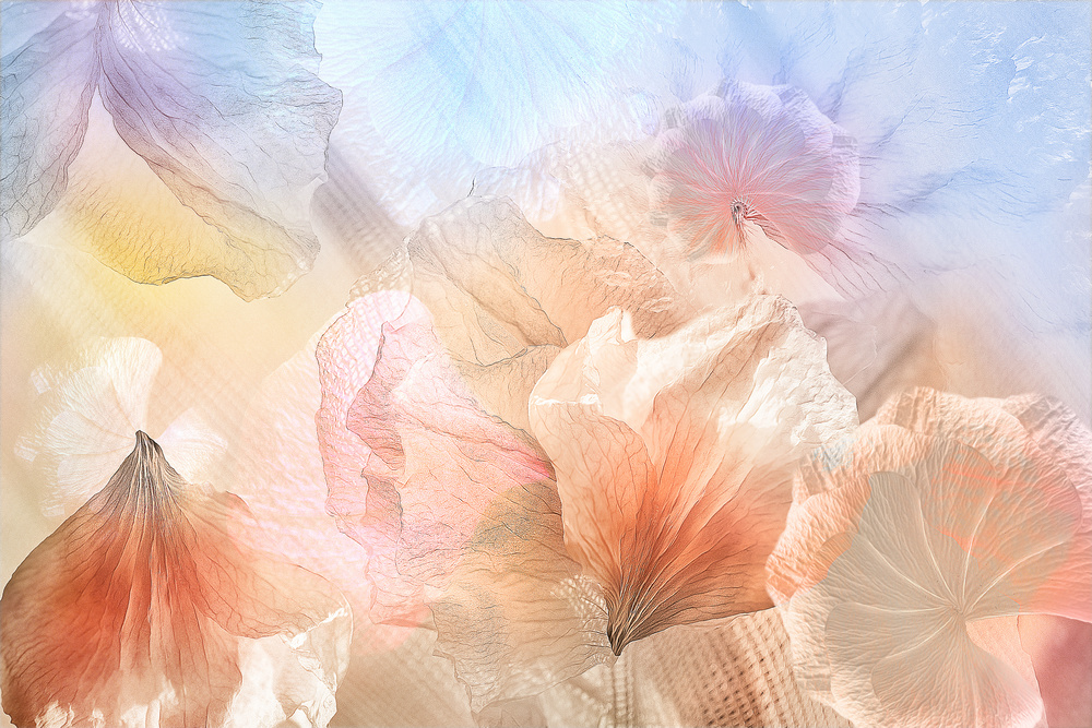 Delicate Pastel Blooms by Ludmila Shumilova — canvas wall art