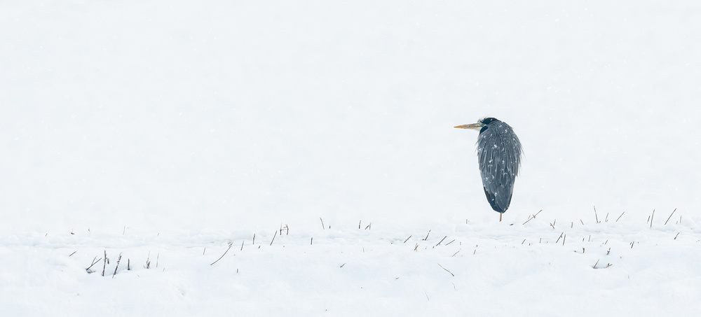 Gray Heron Winter Solitude by Marco Galimberti — canvas wall art