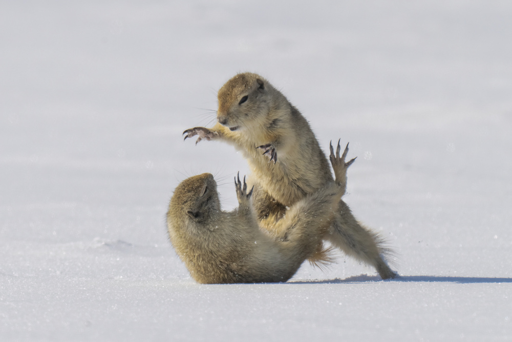 Wrestling Ground Squirrels by Peter Stahl — canvas wall art