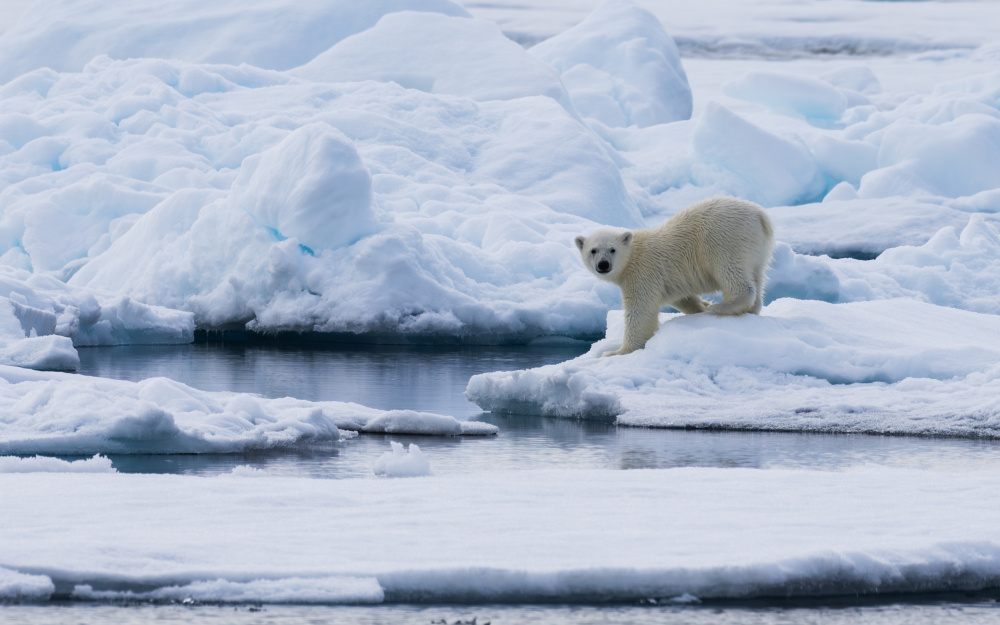 Curious Polar Bear on Ice by Shobhit Chawla — canvas wall art