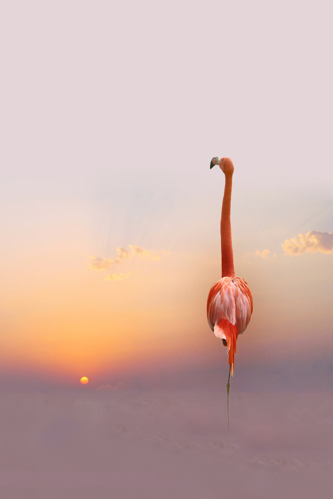 Pink Flamingo Sunset Sky by Anna Cseresnjes — canvas wall art