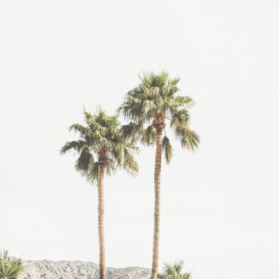Palm Springs Palms