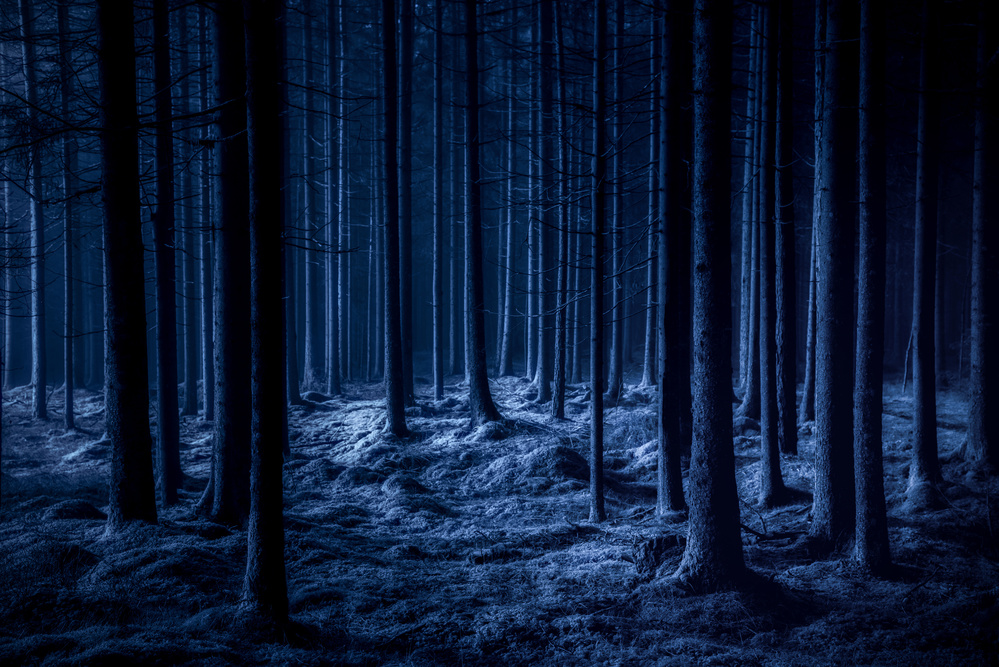 Dark Blue Forest Night by Benny Pettersson — canvas wall art
