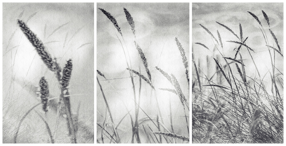 Swaying Field Grass by Paulo Abrantes — canvas wall art