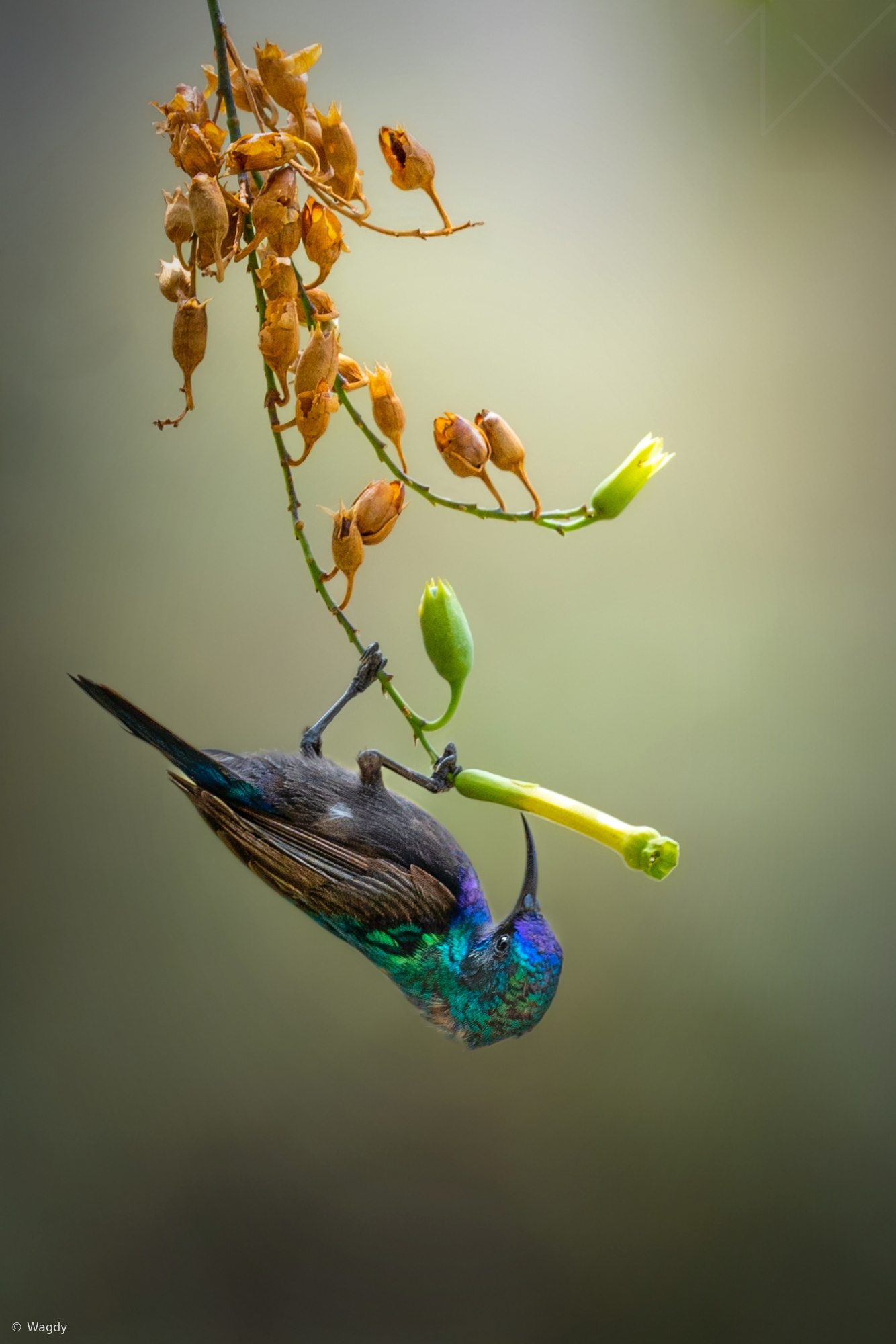 Untitled by Wagdy