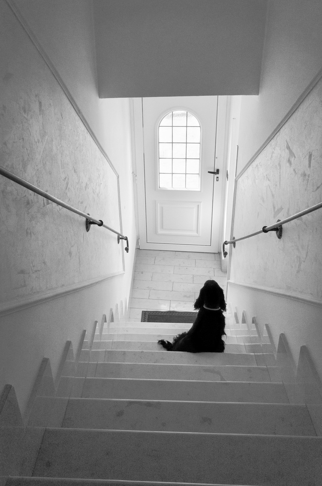 Waiting Dog At Door by Riccardo Lucidi — canvas wall art