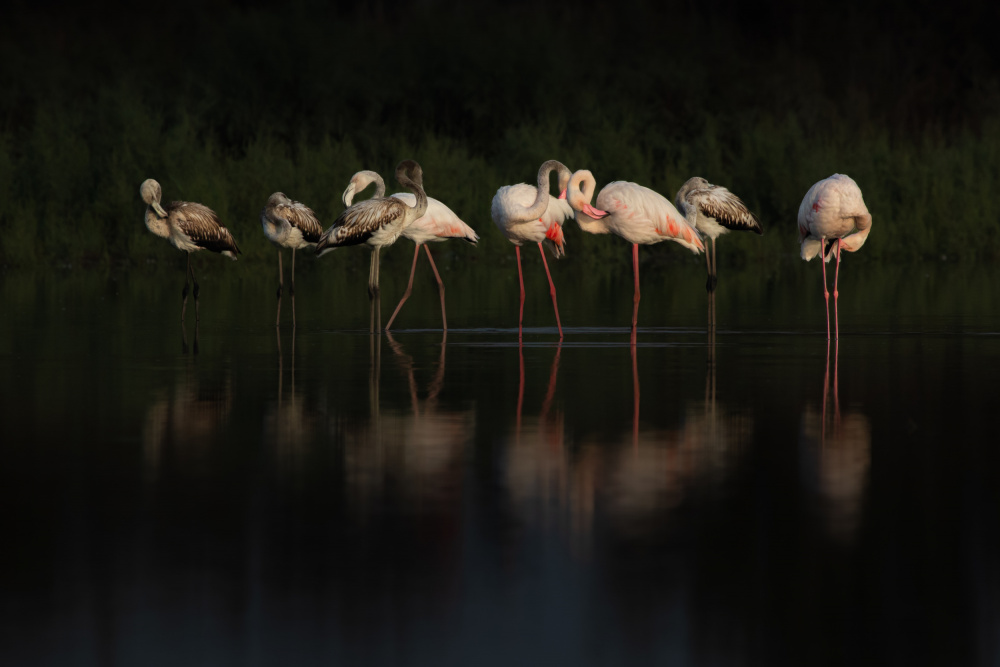Flamingos in Still Water by Natalia Rublina — canvas wall art