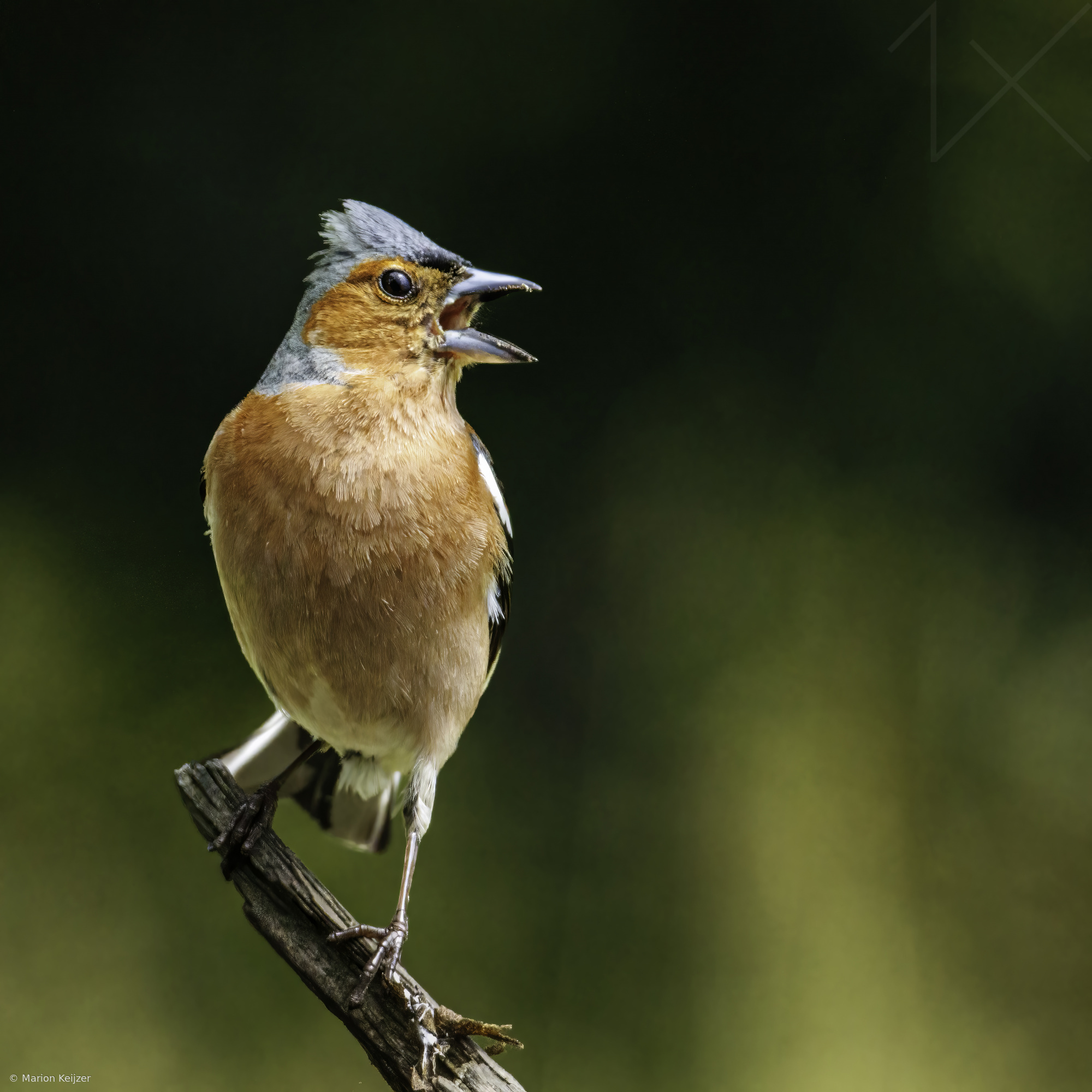 Ochtend serenade