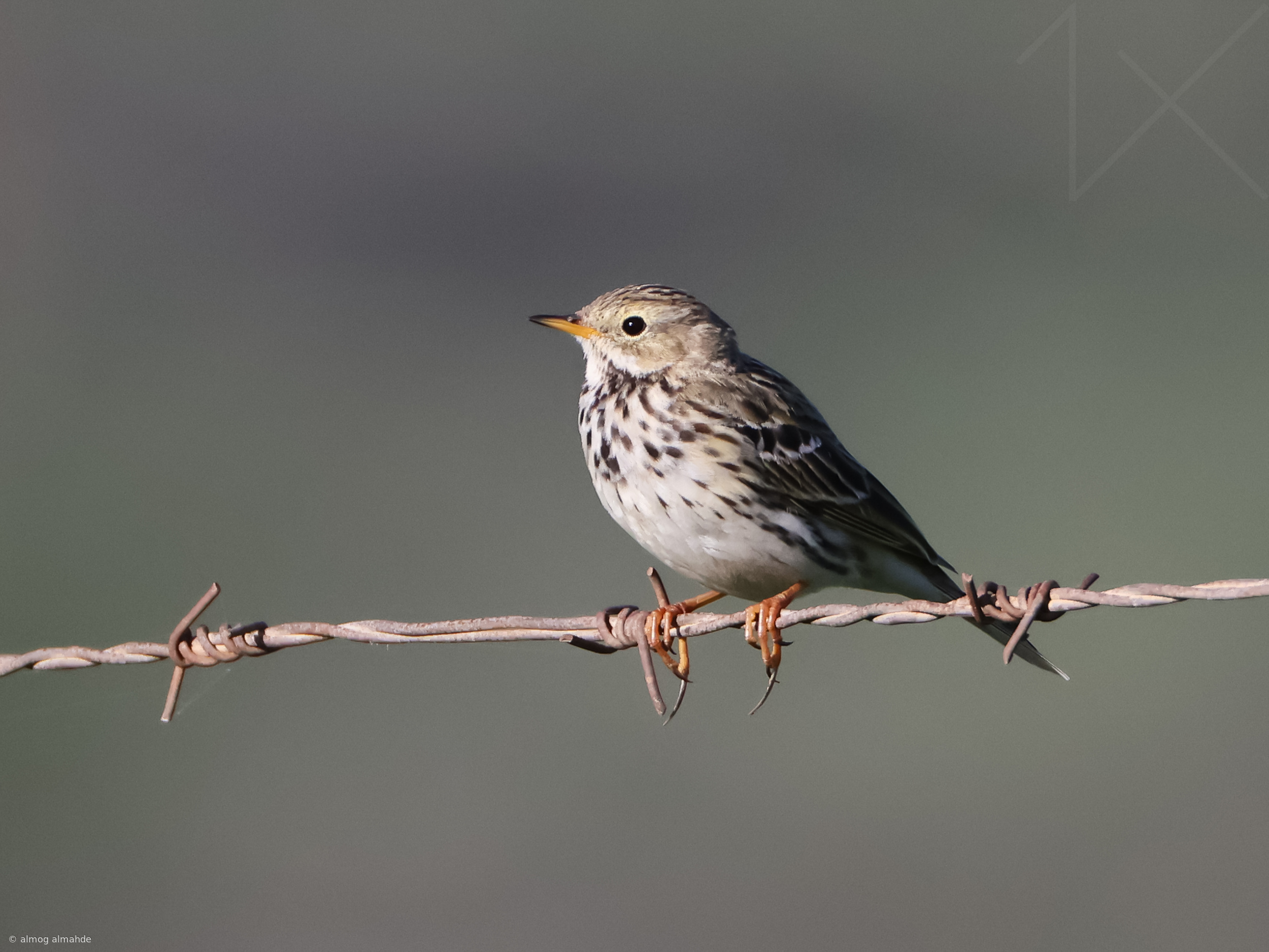 Meadow pipit