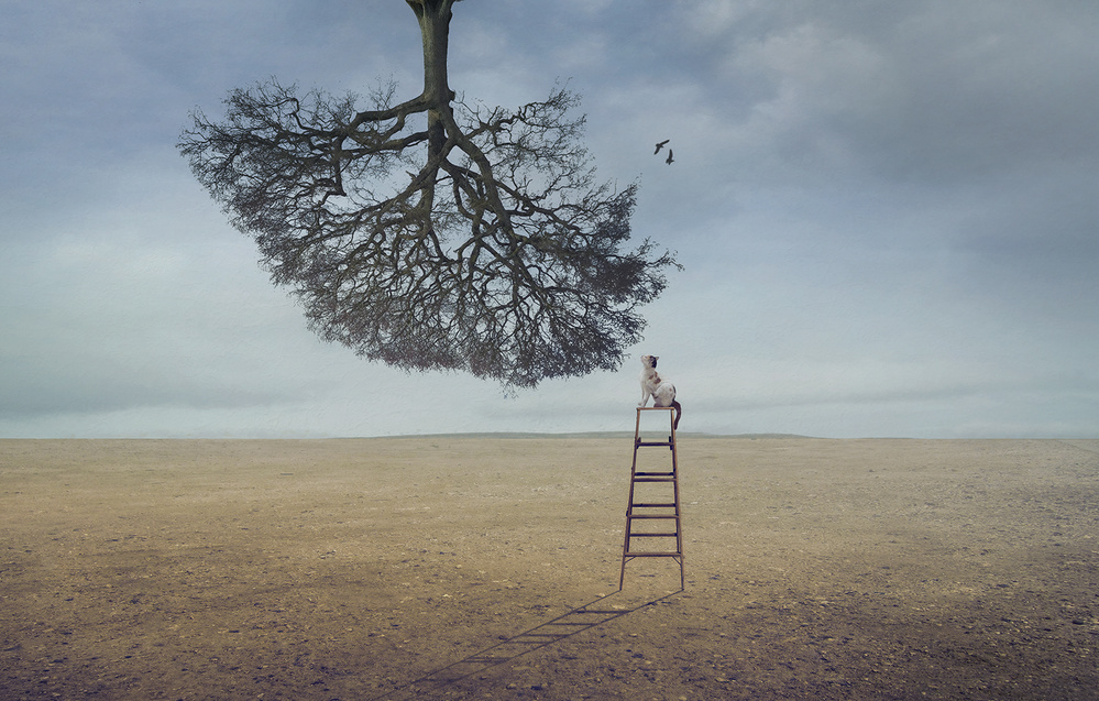 Floating Tree Contemplation by Sulaiman Almawash — canvas wall art