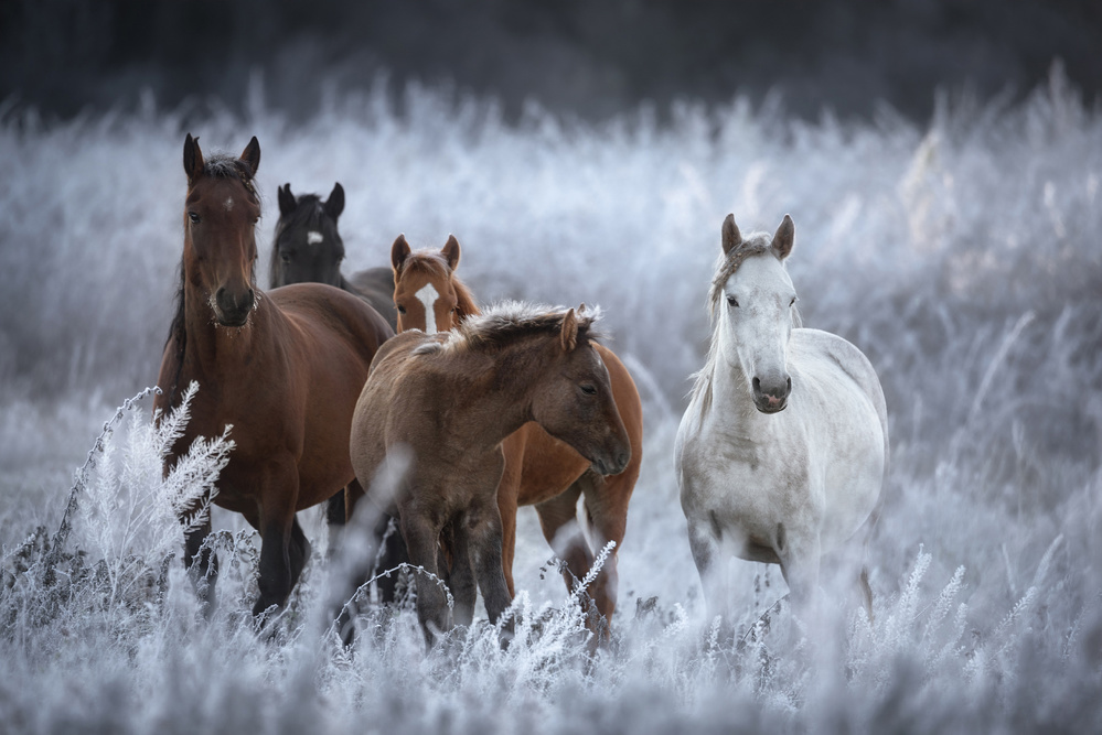 Wild Horses Winter Field by Vlad Sokolovsky — canvas wall art