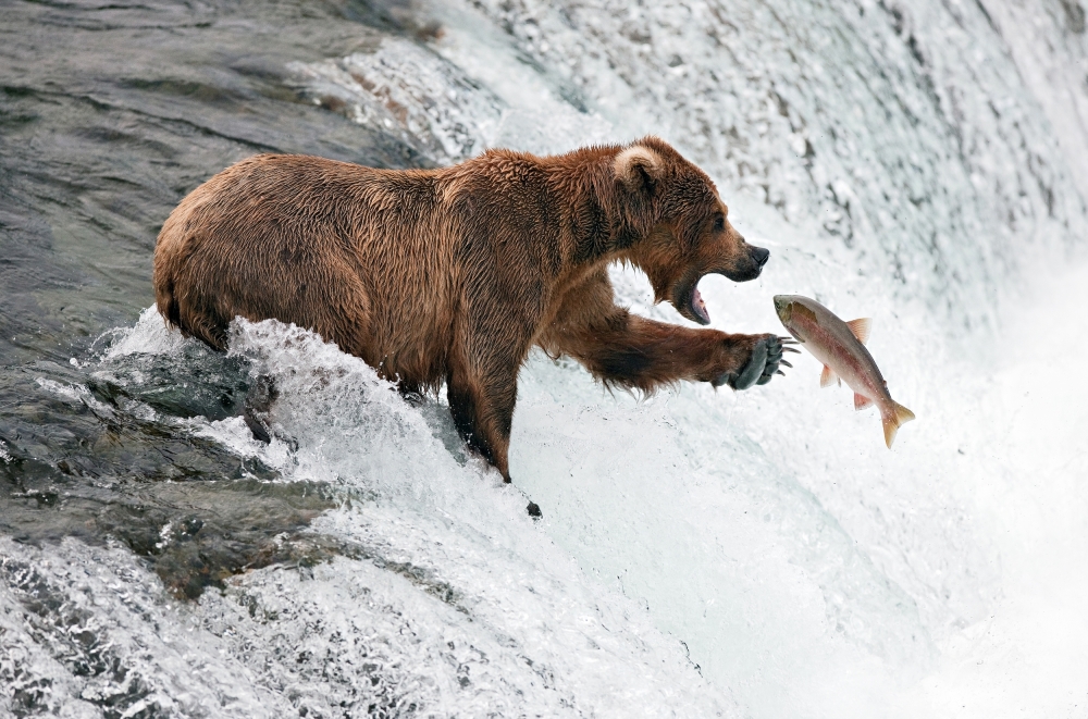 Grizzly Catching Salmon by Peter Stahl — canvas wall art