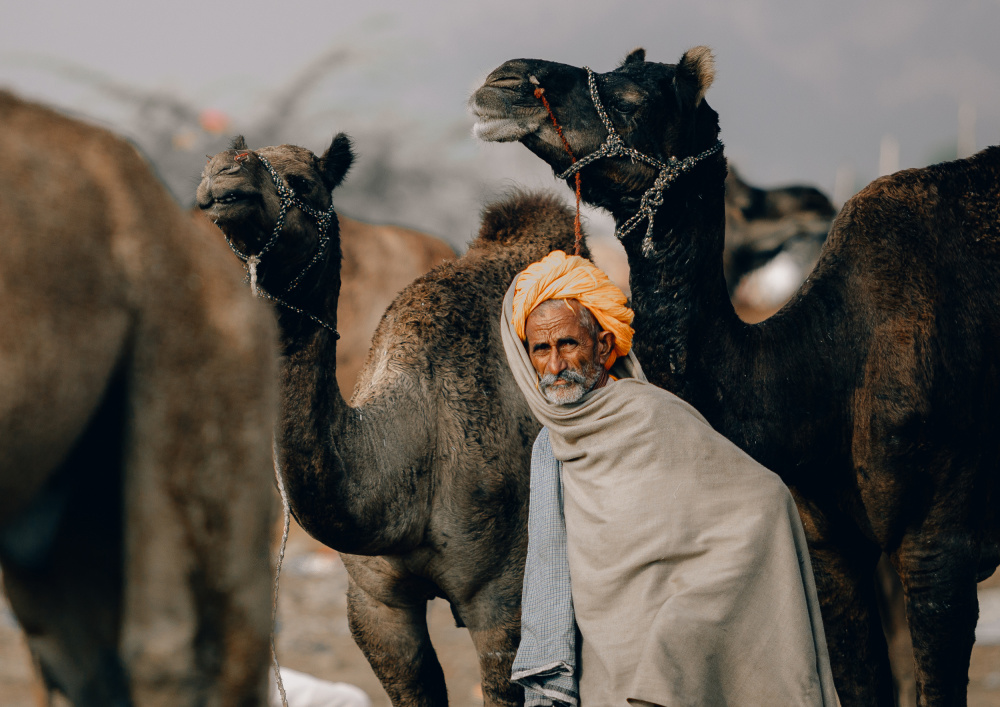 Desert Man With Camels by Rahul Wedpathak — canvas wall art