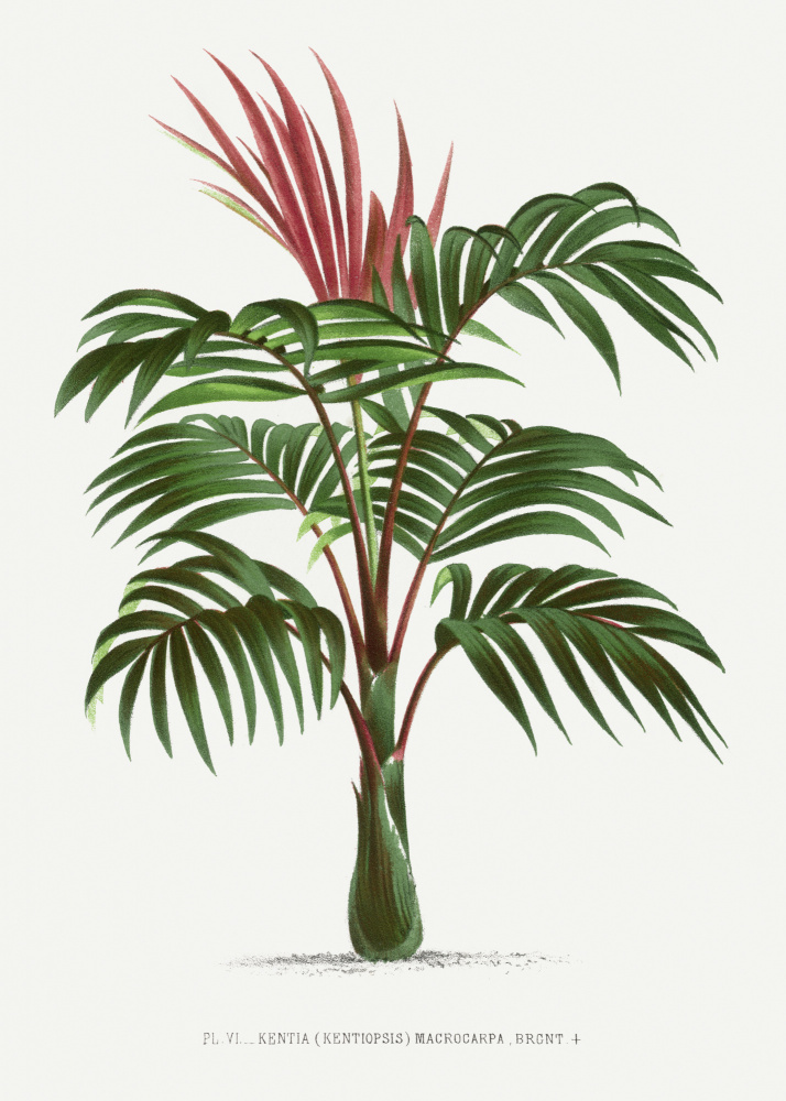Kentiopsis by Les Palmiers Histoire Iconographique — canvas wall art