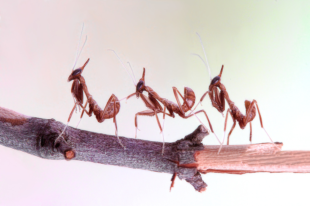 Elegant Mantis Procession by Jimmy Hoffman — canvas wall art