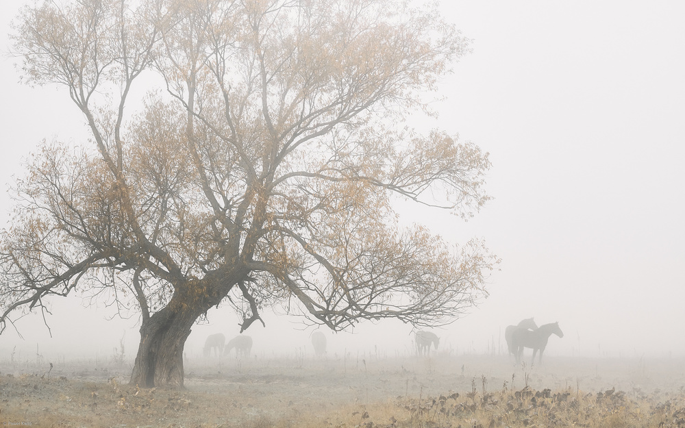 Misty Autumn Horses by Pawel Kado — canvas wall art