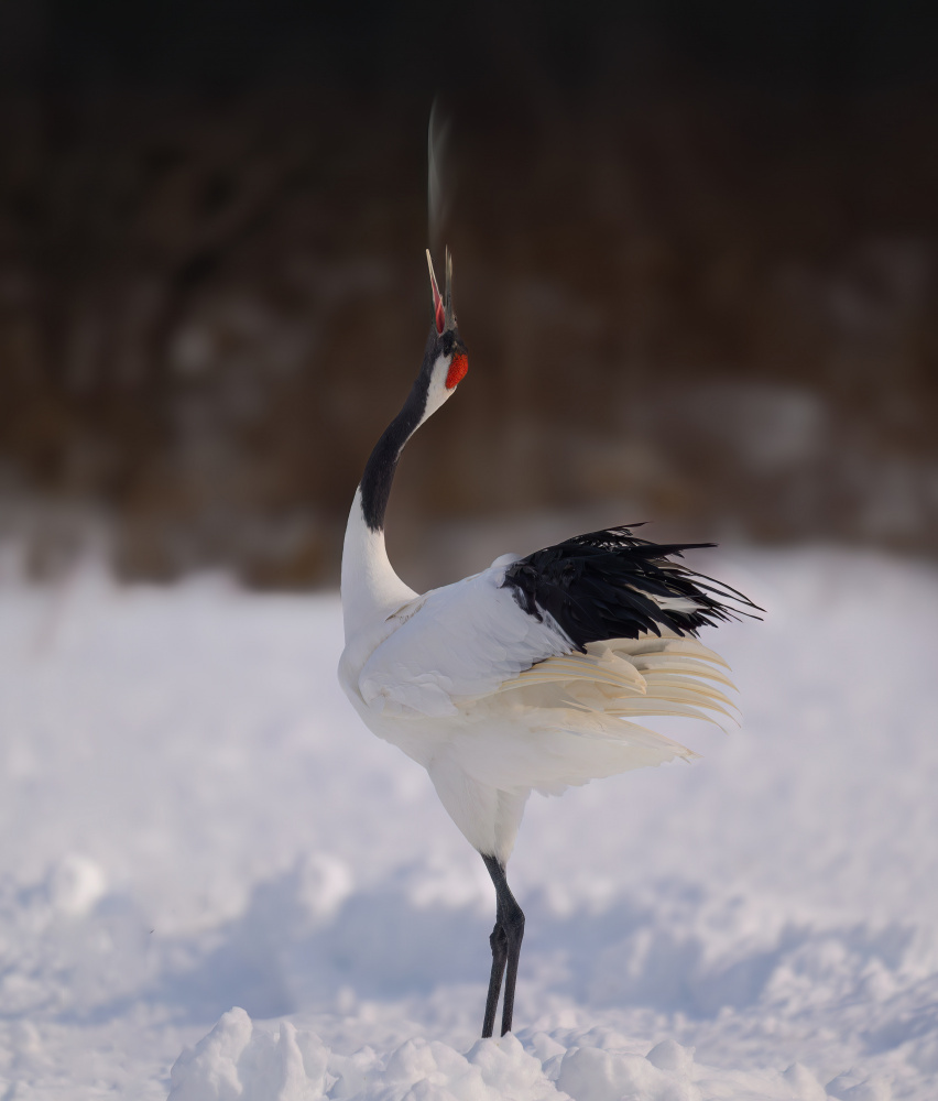 Red-crowned Crane Snow by Mike He — canvas wall art
