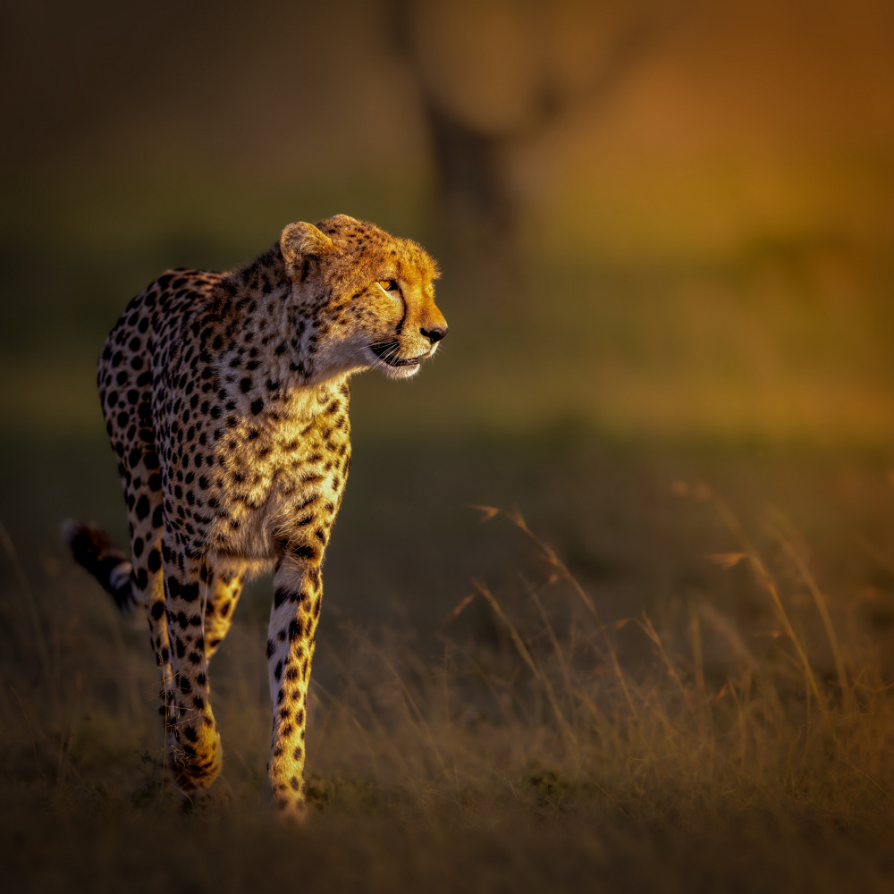 Cheetah In Golden Light by Yousef Abuaisheh — canvas wall art