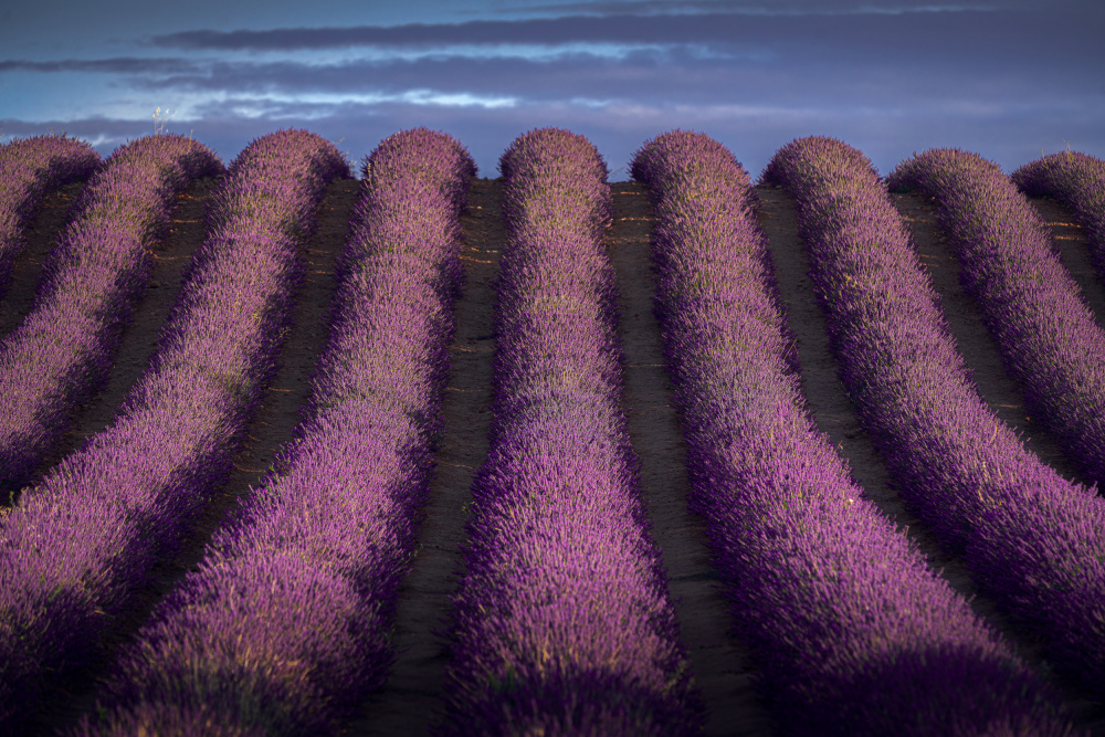 Lavender Fields at Dusk by Jesus Concepcion Alvarado — canvas wall art