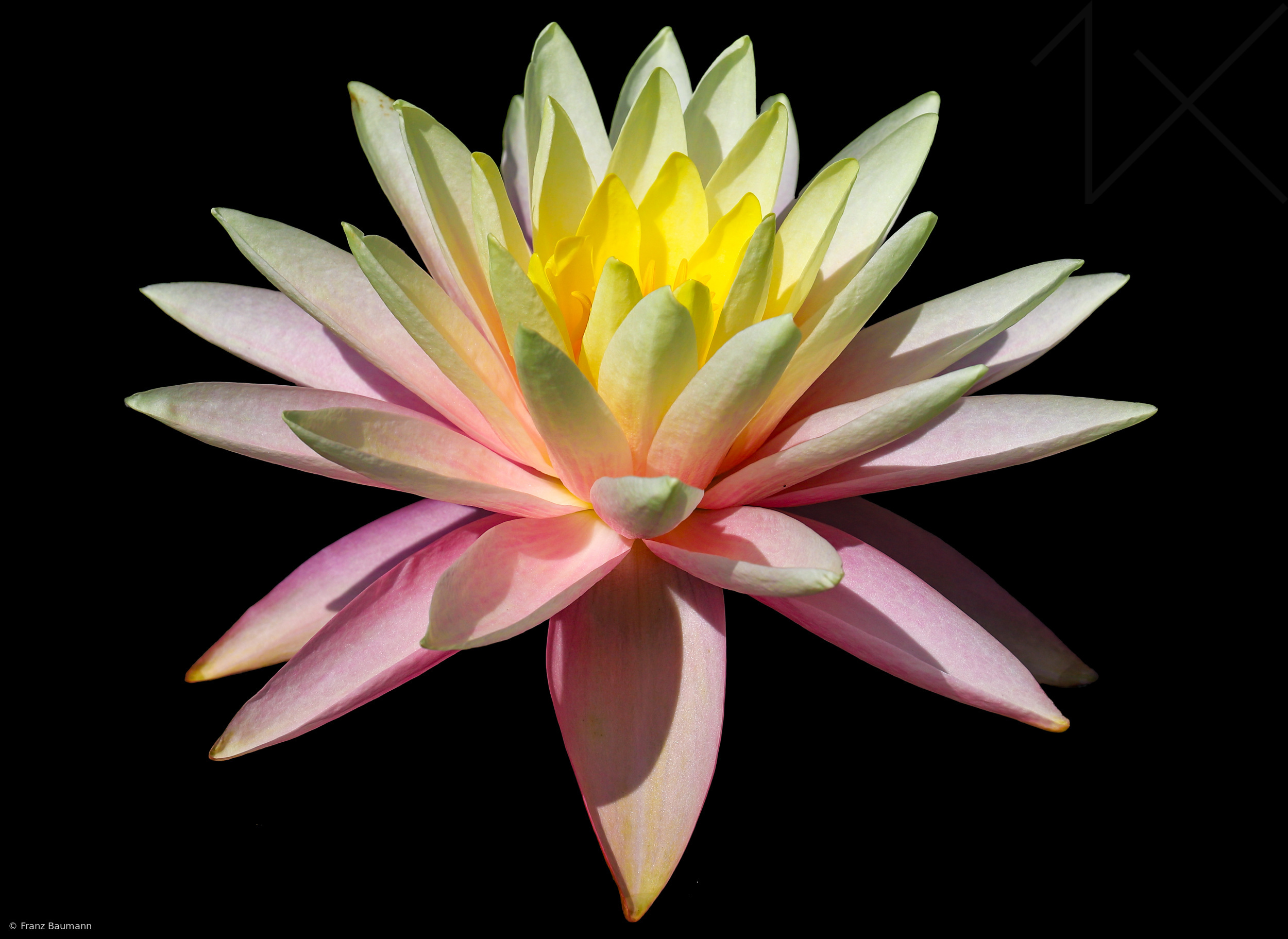 Water Lily