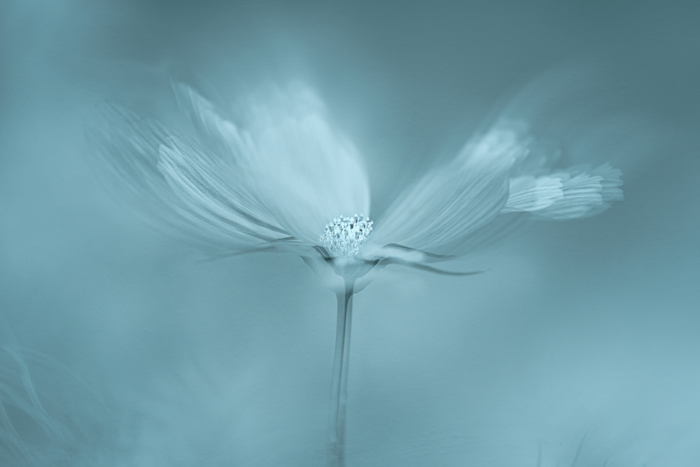 Dreamy Blue Flower by Molly Fu APA — canvas wall art