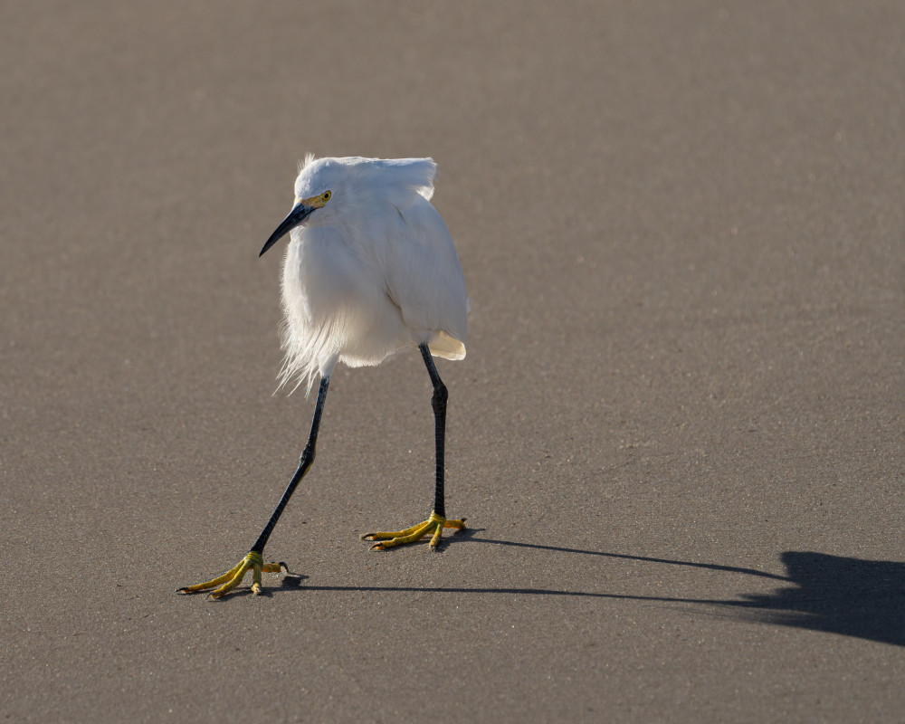 Snowy Egret Stroll by Leah Xu — canvas wall art