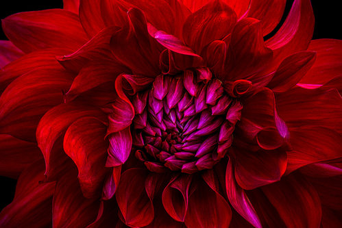 Mostly Red by Jeff Krewson