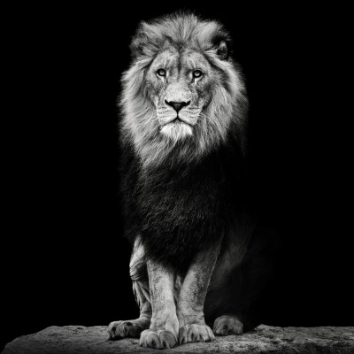 Sitting Lion by Christian Meermann