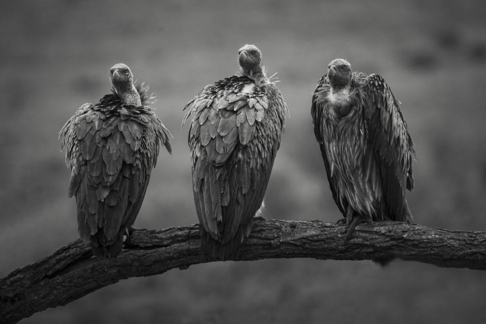Three Perched Vultures by Roelof de Hoog — canvas wall art