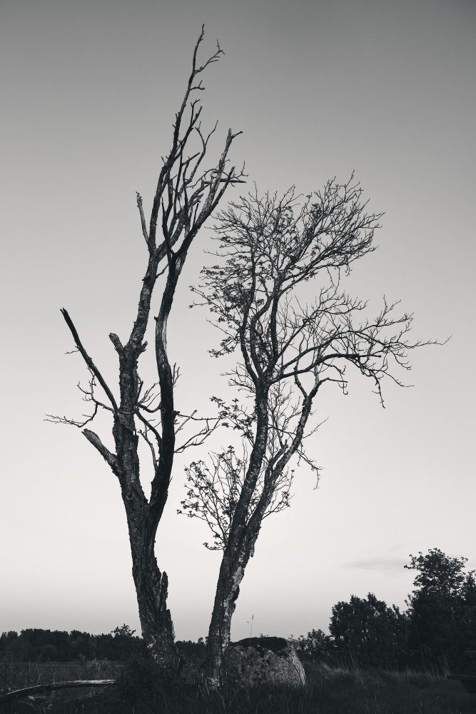 Stark Bare Trees by Hamed Bank — canvas wall art