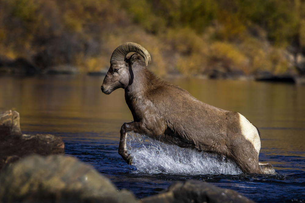 Bighorn Ram Leap by verdon — canvas wall art
