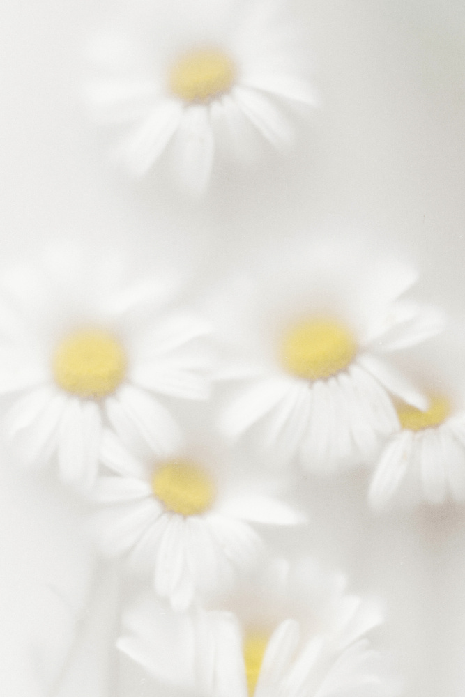 Dreamy White Daisies by Magda Izzard — canvas wall art