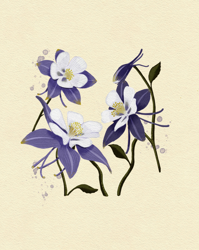 Colorado Columbine Copy by Katie O'Shea — canvas wall art