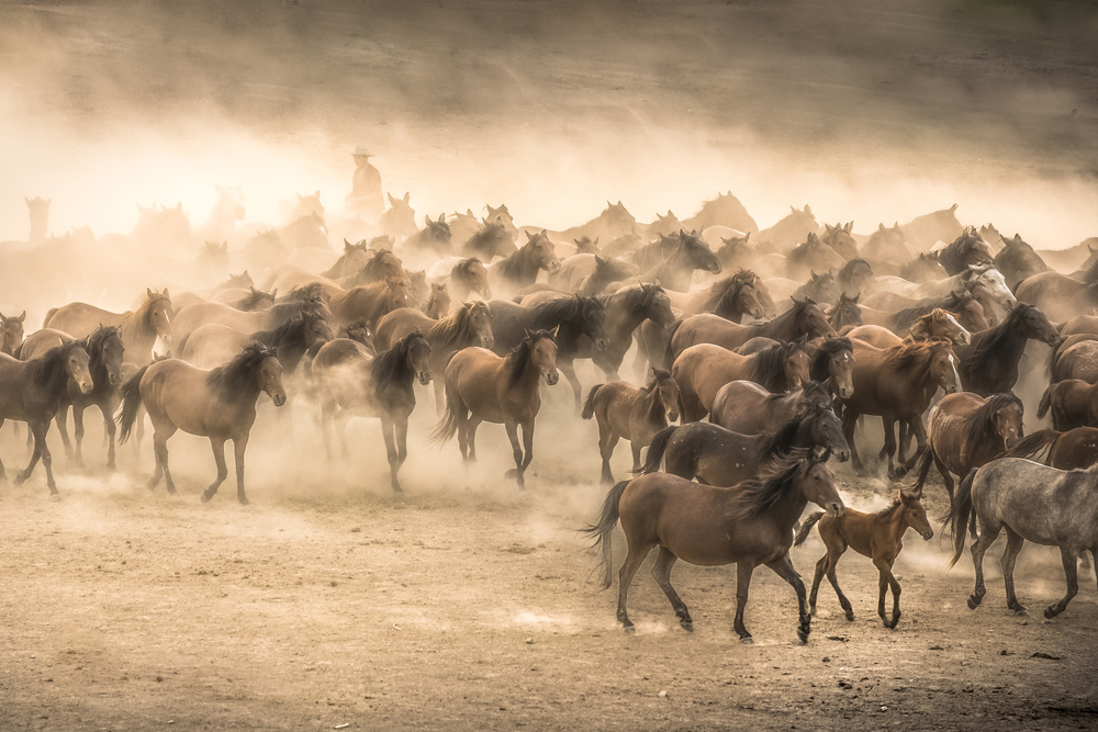 Wild Horses Dust Run by Tunc Tuncel — canvas wall art