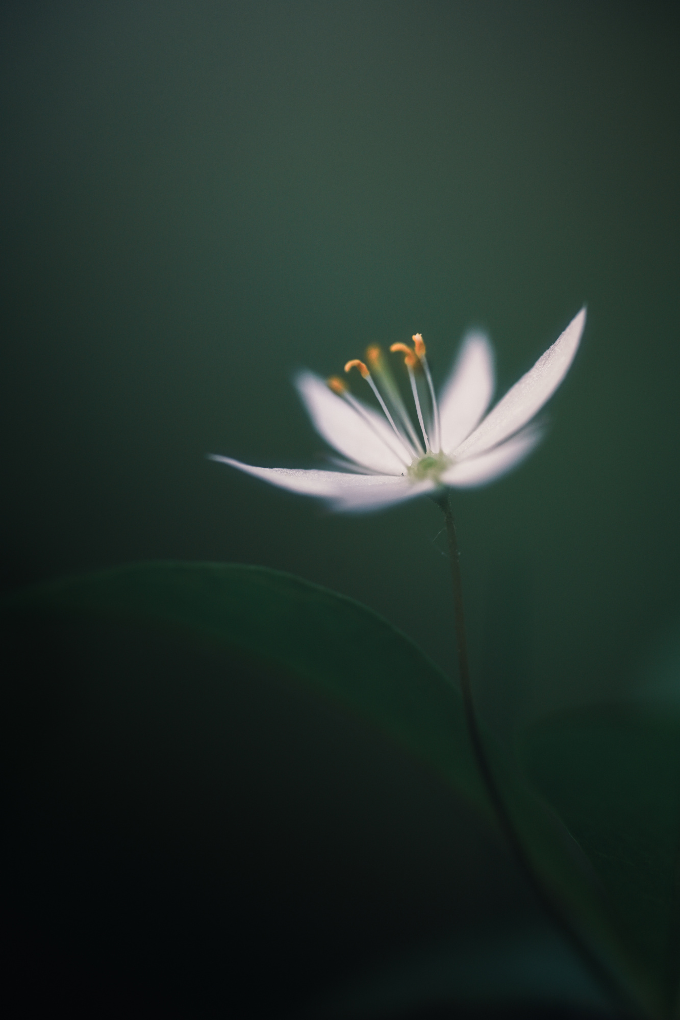 Chickweed-wintergreen