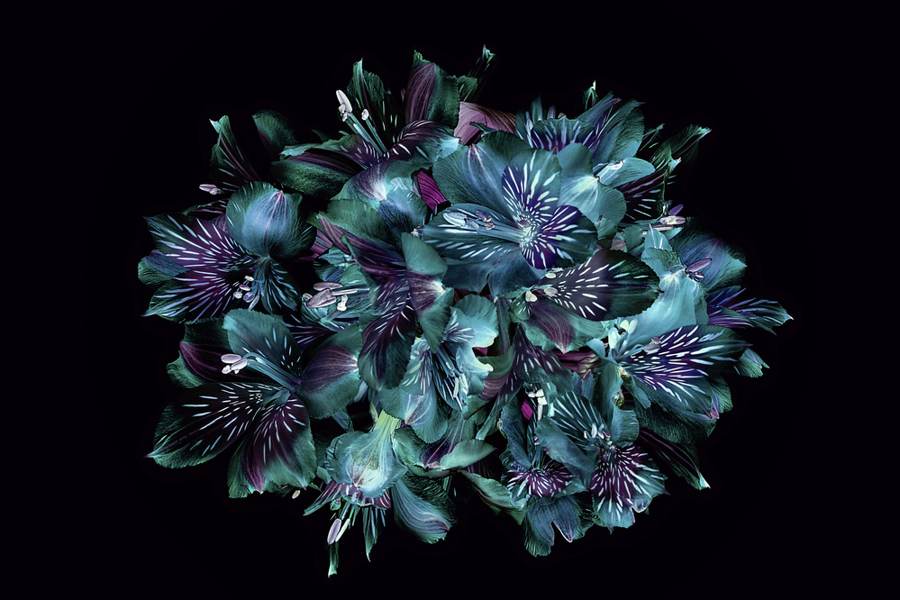 Midnight Teal Flowers by Jacky Parker — canvas wall art