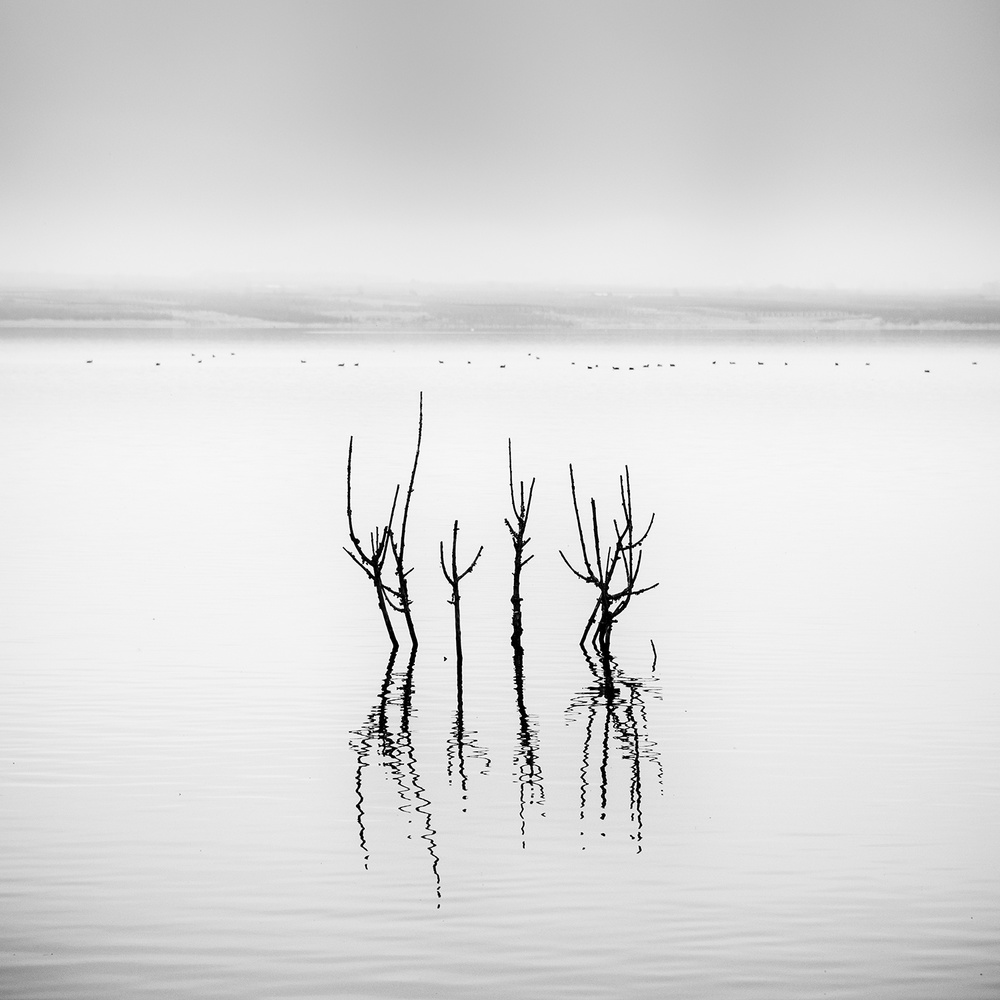 Bare Trees Still Water by George Digalakis — canvas wall art