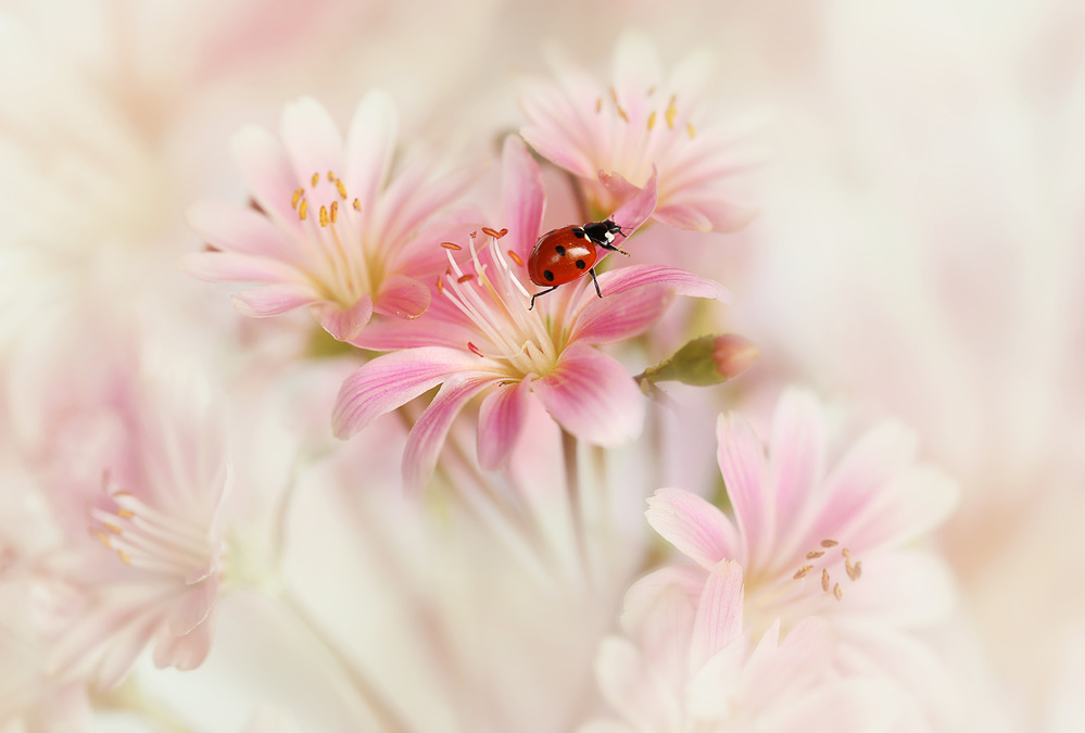 Ladybug on Pink Flowers by Ellen van Deelen — canvas wall art