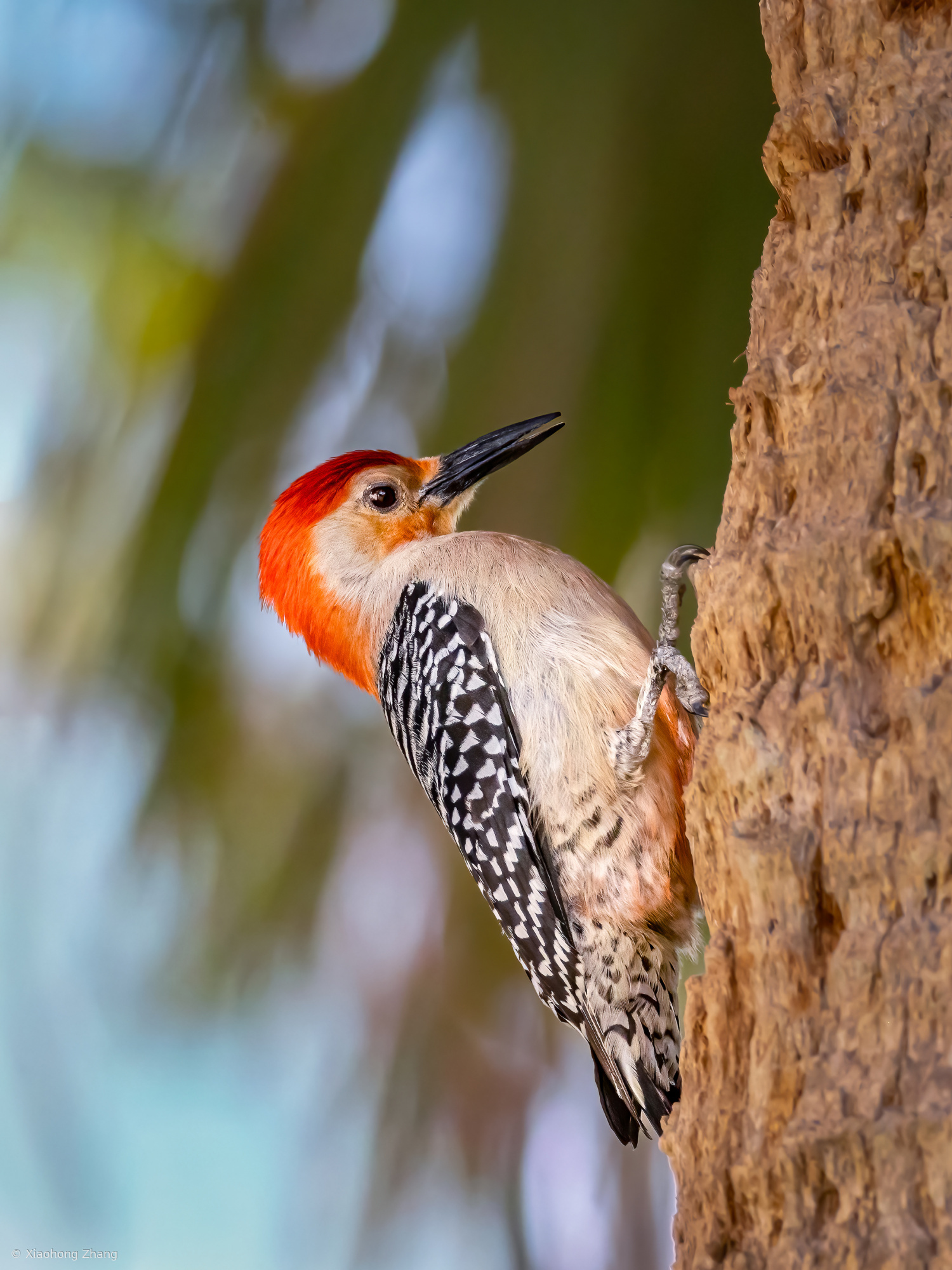 Red-bellied Woodpecker
