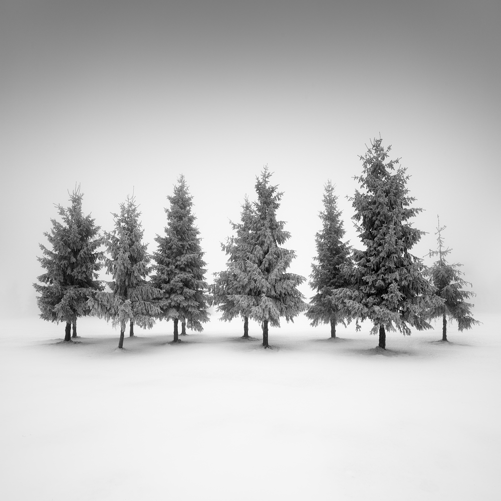 Snowy Forest by Daniel Řeřicha — canvas wall art
