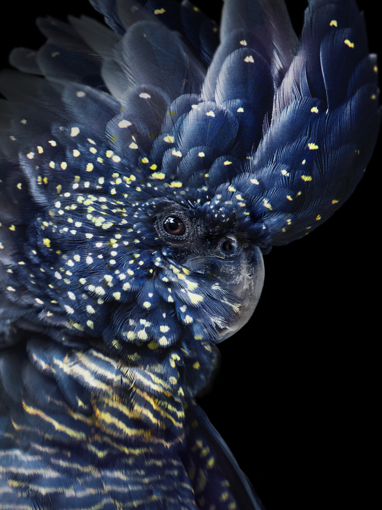 Speckled Black Cockatoo by Lila & Lola — canvas wall art