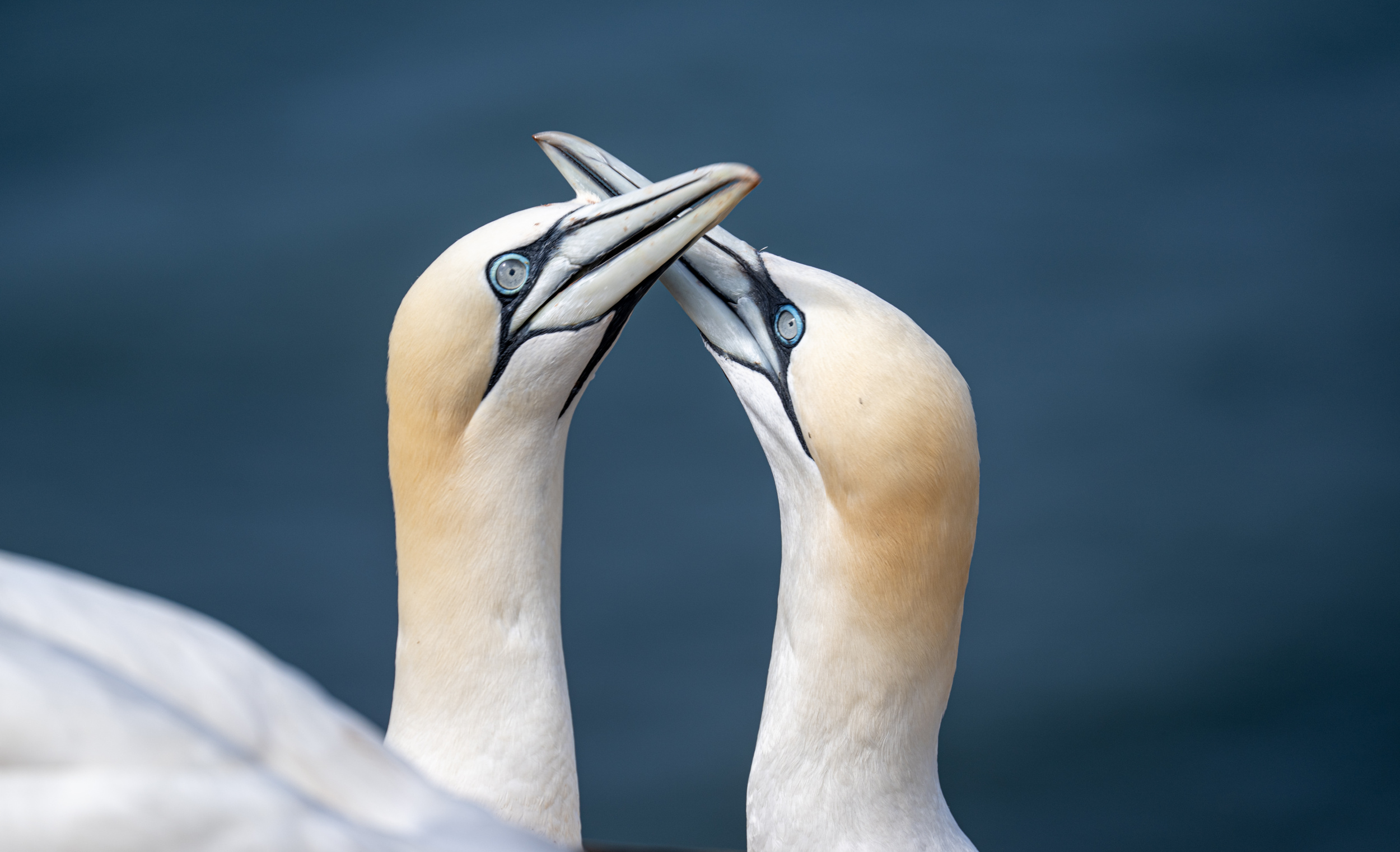 Northern Gannet / Helgoland 1
